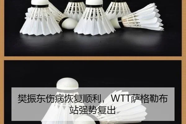 樊振东伤病恢复顺利，WTT萨格勒布站强势复出